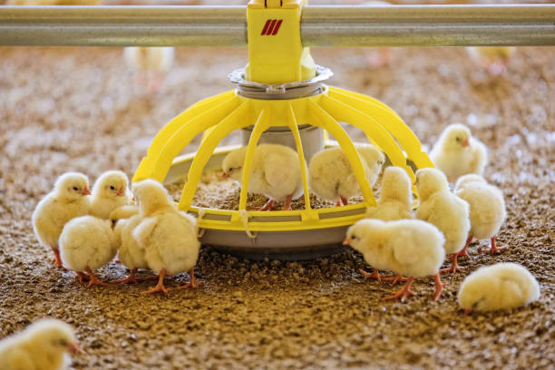 Very young chicks searching for food young chicken arriving in an barn and searching for food hatchery stock pictures, royalty-free photos & images