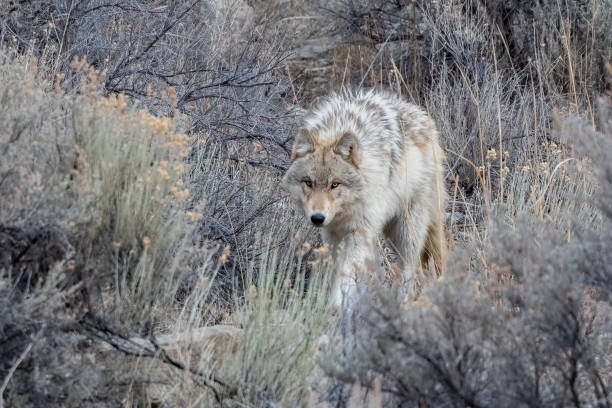 istock Grey wolf (mostly white/tan colored) walks softly toward camera from behind bush in Yellowstone National Park (USA) 1383102177