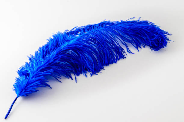 3,300+ Ostrich Feather Stock Photos, Pictures & Royalty-Free Images -  iStock