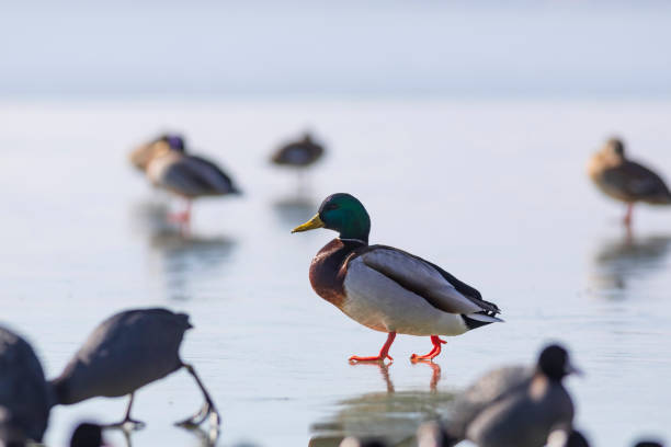 istock Lake and duck. Mallard (Anas platyrhynchos) 1383102328
