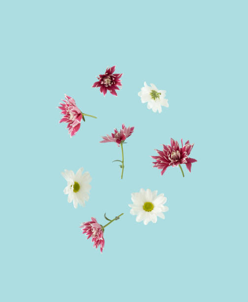 istock Spring background with white daisies and purple dahlia flowers on blue background. 1383102575
