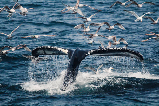 istock Humpback whale dives beneath the waves 1383103246