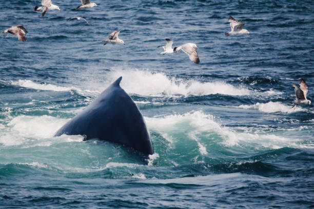 la baleine à bosse plonge sous les vagues - nautical vessel journey diving flipper photos et images de collection