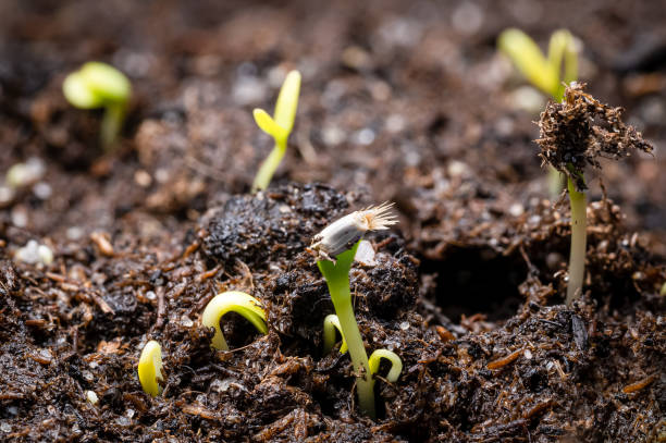 istock Wildflower seedlings breaking through soil 1383103586