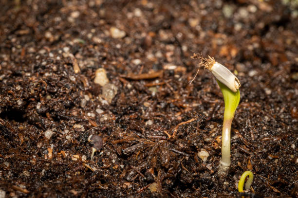 istock Wildflower seedlings breaking through soil 1383103612