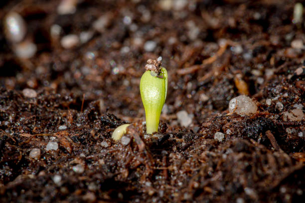 istock Wildflower seedlings breaking through soil 1383104517