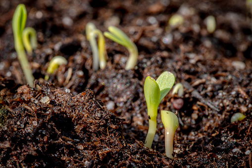 Signs of spring with seedlings emerging