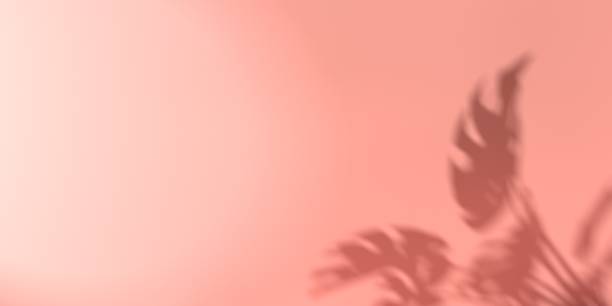 istock Shadow background of tropical monstera leaves 1383105574