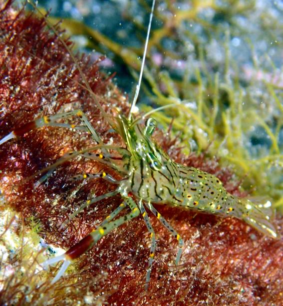 istock Red handed shrimp 1383105738