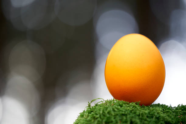 1 orange Easter egg in the nature. Organic product on mossy tree stump in forest. Nice bokeh.