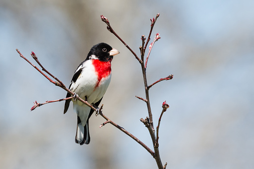 A male red breasted grosbeak bird sits among the bare branches of a tree in early spring.