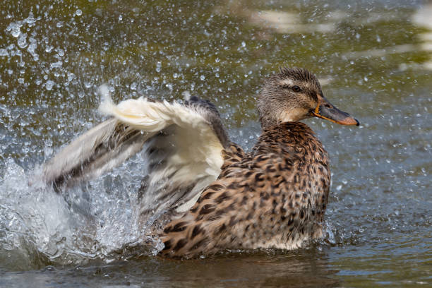 istock Female Mallard Making a Splash on the River 1383105861