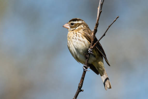 istock Female Grosbeak Perched on a Bare Twig 1383105862