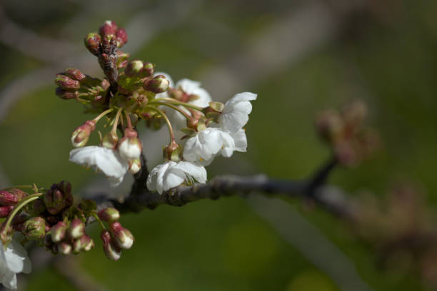 istock Horticulture of Gran Canaria -  fruit trees blossoming in spring 1383106151