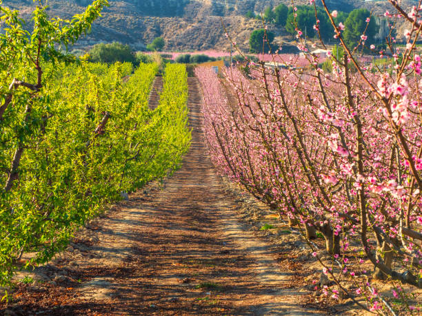 istock Rows of fruit trees in the orchard 1383106719