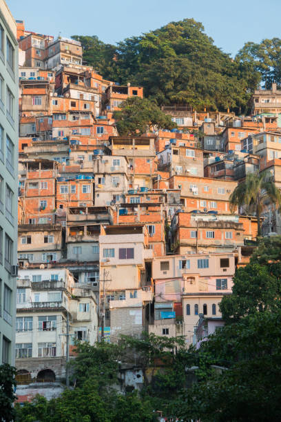 istock favela peacock in copacabana in Rio de Janeiro. 1383106740