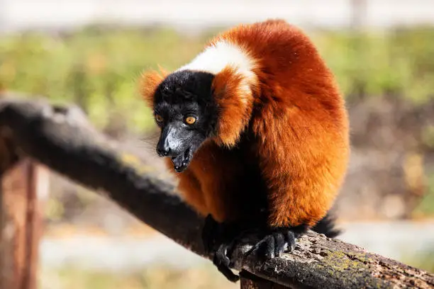 Photo of Red Ruffed Lemur monkey. Mammal and mammals. Land world and fauna. Wildlife and zoology.