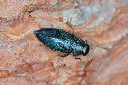 Weevil on a grass flower