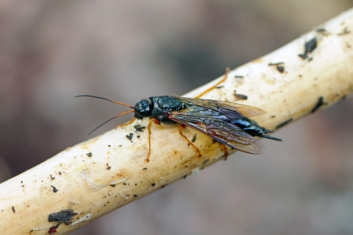 Horntail or wood wasp Sirex juvencus on the spruce branch.