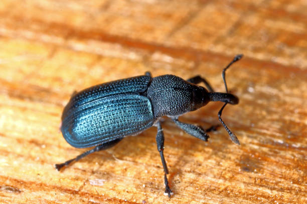 istock Weevil beetle of the genus Magdalis. 1383108162