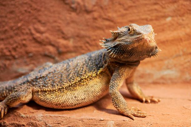 istock pregnant bearded dragon in a terrarium is looking at camera 1383109189