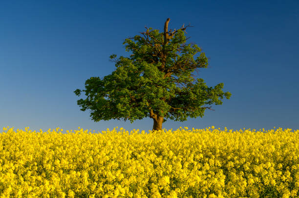 油糧種子の黄色の花畑。 - oak tree tree grass hdr ストックフォトと画像