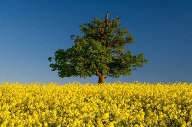 campo florido amarelo de estupro de oleosa. - oak tree tree grass hdr - fotografias e filmes do acervo