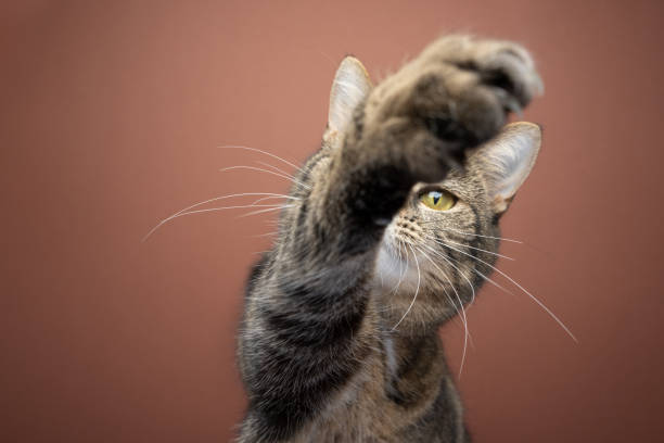 istock cat raising paw reaching for camera on brown background 1383110596