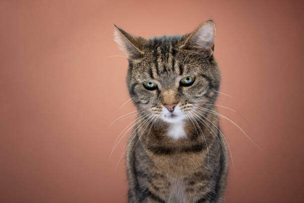 istock cat looking down portrait on brown background 1383110635