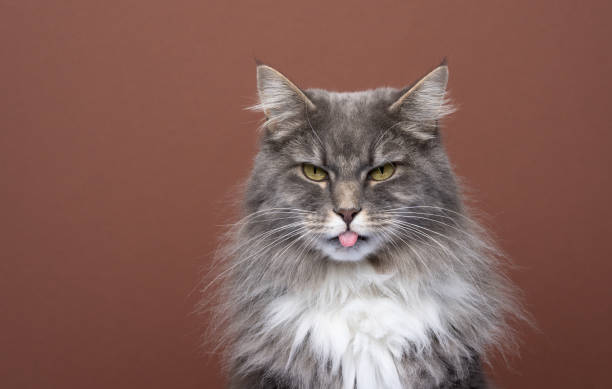 istock angry cat sticking out tongue looking at camera mischievous 1383110640