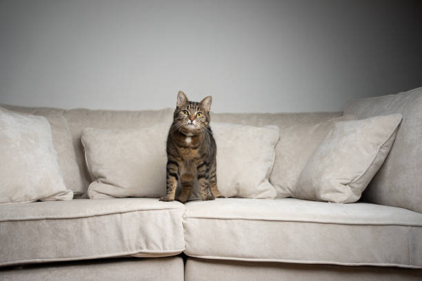 tabby cat standing in the middle of a sofa with cushions looking at camera with copy space