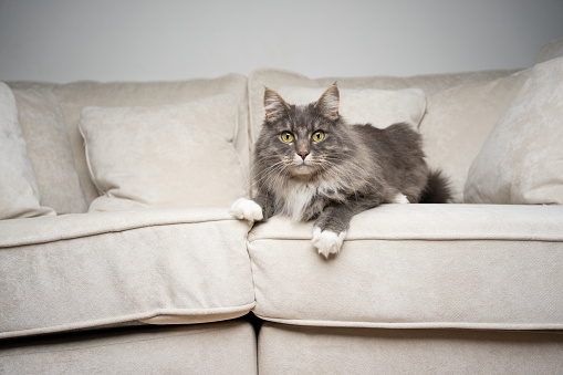 gray white maine coon cat lying on front resting on comfortable couch looking at camera curiously