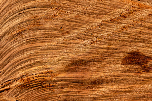wood piece texture cut with chainsaw.