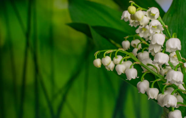 istock beautiful  spring  flowers in park 1383111484