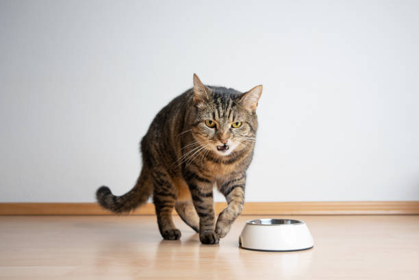 istock angry tabby cat dislikes pet food in feeding bowl 1383111577