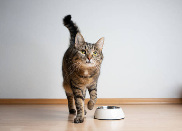 istock hungry tabby cat next to empty feeding bowl waiting for pet food 1383111612