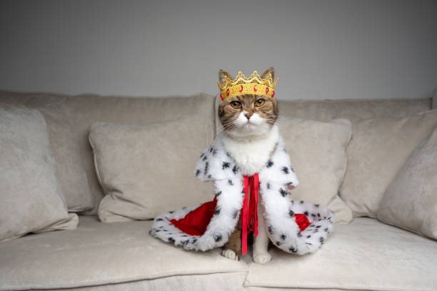 王様の衣装を着てソファに立っている甘やかされた猫