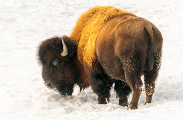 istock Buffalo in the snow 1383111769