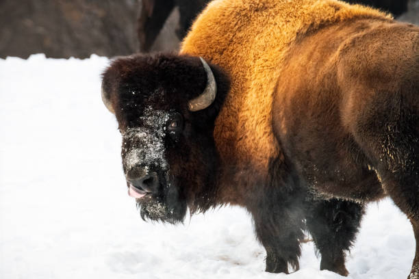istock Buffalo in the snow 1383111772