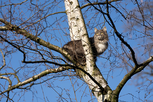 longhair cat climbed up a bare birch tree outdoors sitting on branch observing the territory