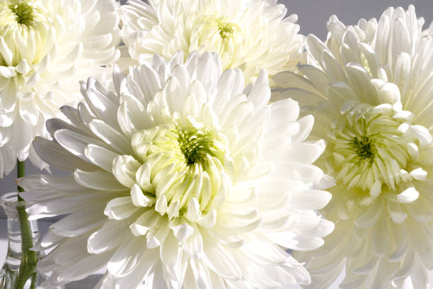 istock Bright colored white chrysanthemum flowers 1383111920