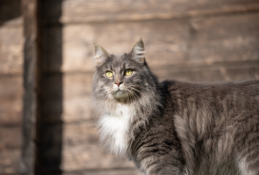 gray longhair cat outdoors in sunlight with wooden wall of shed in the background