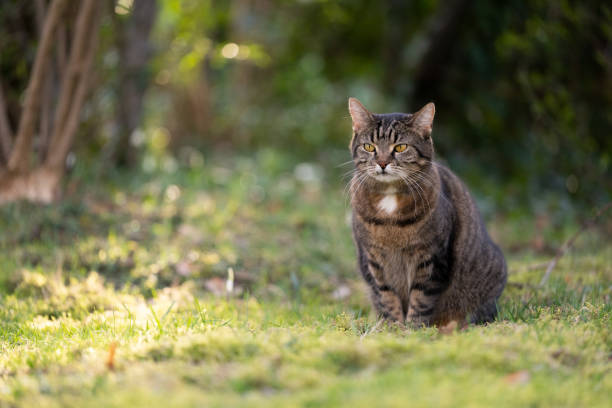 istock tabby cat sitting on grass outdoors in nature observing territory 1383112890