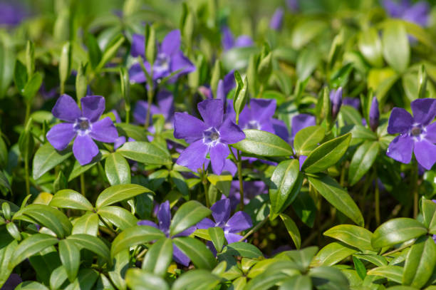 ビンカマイナー小さなペリウィンクル観賞の花が咲き、一般的なペリウィンクル開花植物、忍び寄る花 - catharanthus ストックフォトと画像