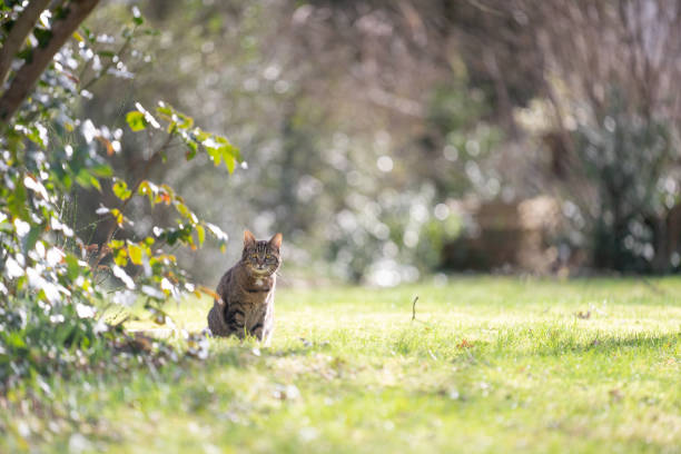 istock shy cat standing on sunny meadow outdoors looking at camera suspiciously 1383113568