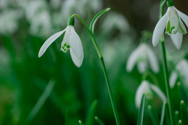 istock Snowdrops flowers in springtime, floral spring background 1383113645