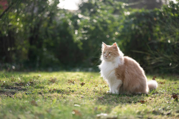 istock fluffy longhair cat sitting on grass observing territory 1383113674