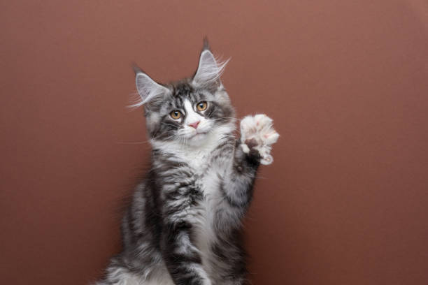 istock cute maine coon kitten playing raising paw looking at camera 1383113730