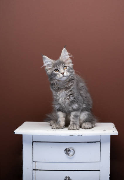 istock cute maine coon kitten sitting on white drawer looking at camera 1383113736