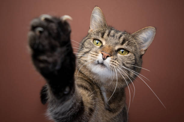 istock playful cat raising paw reaching at camera showing claws 1383114201